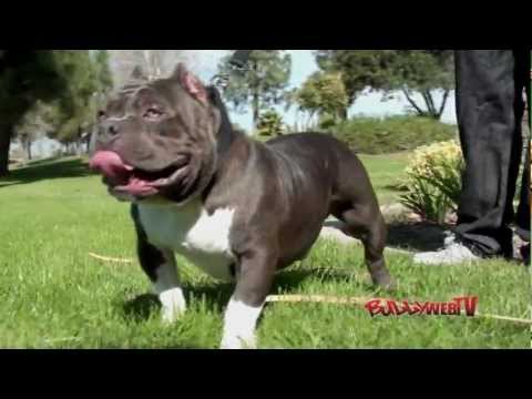 Lil Sinner  (BullyWebTv)  American Bully