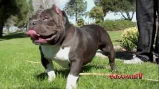 Lil Sinner  (BullyWebTv)  American Bully