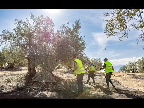 Producción de aceite - Balcón del Guadalquivir Premium Organic Picual 500ml