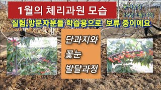 1월의 체리과원 둘러보며 체리이야기