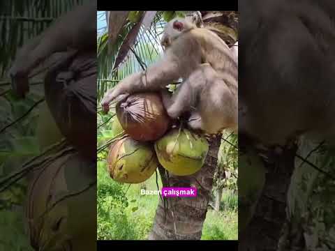 Maymunların Mesaisi: Sabah 7’de Başlayan Zorlu Gün #keşfet #kesfet #viral