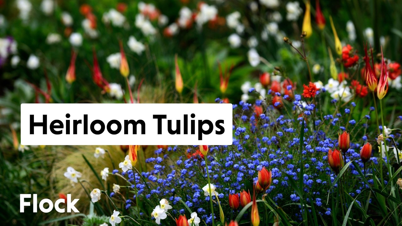 Rare, HEIRLOOM TULIP Varieties — Ep. 284
