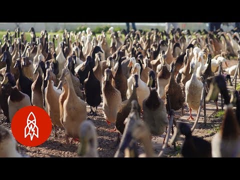, title : 'La viña controlada por más de 1,000 patos'