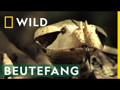 Ein besonders effizienter Killer: die Gabunviper | Reich der Schlangen