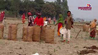 ঈদের আনন্দ হারিয়েছে আলুচাষিদের মুখে: রংপুর অঞ্চলে কৃষকের হতাশা