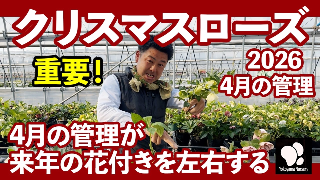 クリスマスローズ 4月の管理　◆横山園芸 公式◆【2026】