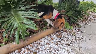 Video preview image #1 Beagle Puppy For Sale in Dunnellon, FL, USA
