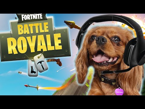 Dog Plays Fortnite! - Evie The Talking Dog
