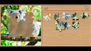 ๐จ Koala Jigsaw Puzzle - Animals Puzzles for Kids Walkthrough