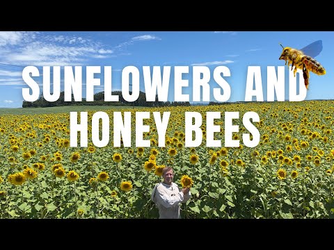 Do sunflowers benefit honey bees as a food source and should we plant more sunflowers?