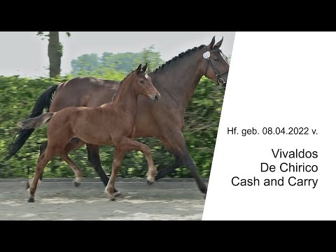 Hf v Vivaldos x De Chirico x Cash and Carry 2022