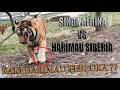 AFRICAN LION VS SIBERIAN HORSE