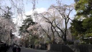 preview picture of video '角館 武家屋敷と桧木内川沿いの桜並木 - Sakura in Kakunodate (桜まつり Sakura Festival 2011)'