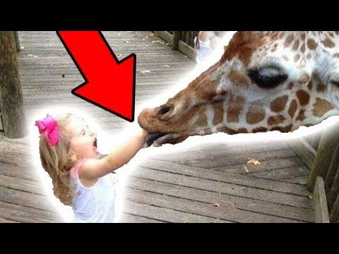 ANIMAL REVENGE!! (Vittorio Show #2)