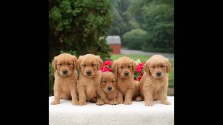 Video preview image #1 Golden Retriever Puppy For Sale in NEWPORT, PA, USA