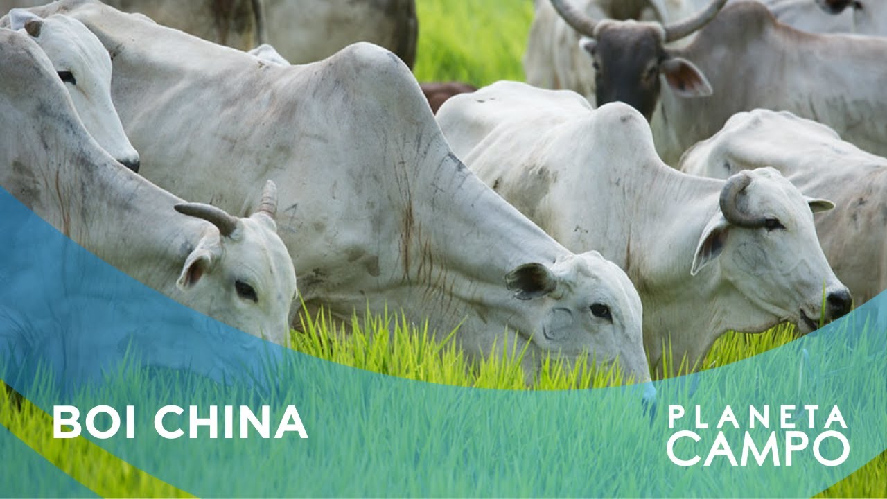 SAIBA QUAIS SÃO AS EXIGÊNCIAS DA CHINA PARA COMPRAR CARNE DO BRASIL
