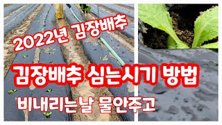 가을배추심는시기방법 괴산절임배추 김장배추 심는 방법 [배추재배방법]