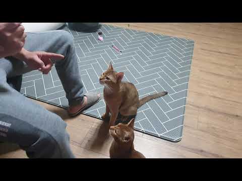 아비시니안 고양이 훈련영상 Abyssinian cat training