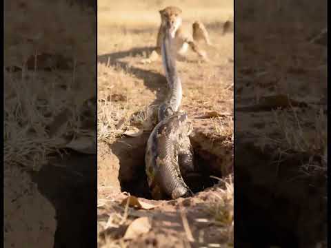 Who is more powerful, a lion or a python🦁🐍사자와 비단뱀 중 누가 더 강할까요#strength #confrontation #python #lion