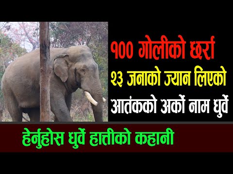 धुर्वे हात्ती संग जम्काभेट|| dhurwe hatti || Nalibeli Online ||