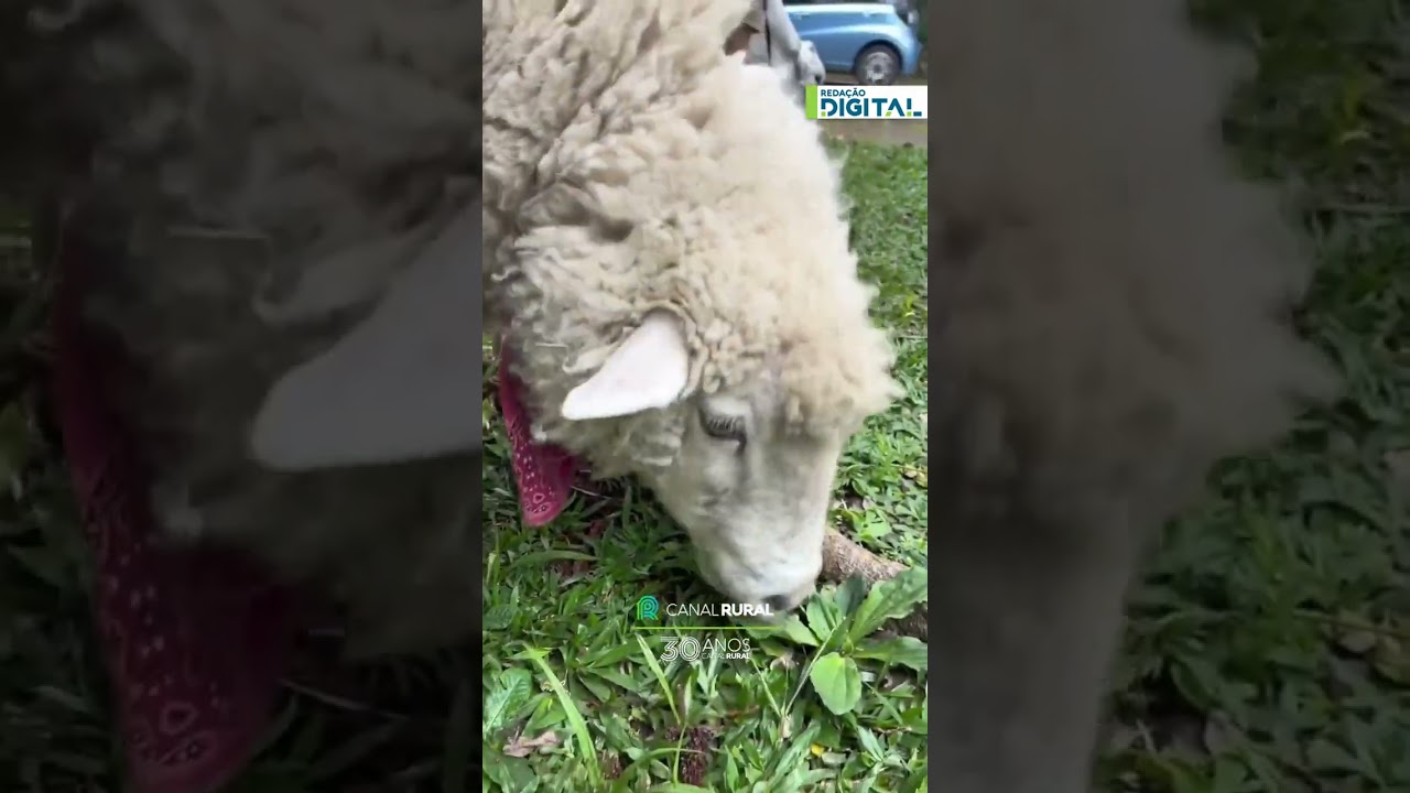 Animais exóticos chamam atenção durante passeio  em São Paulo