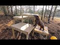 Eve The Bear Celebrates One Year In Her New Home
