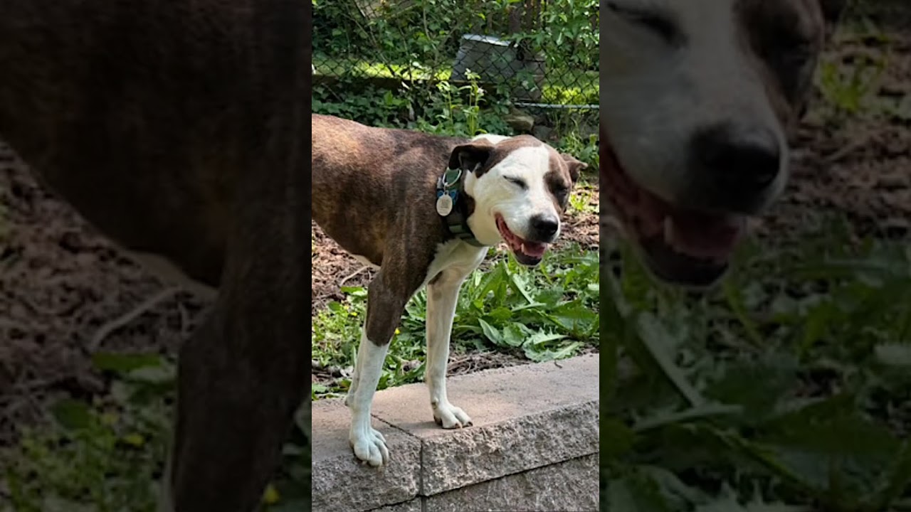 Enlarge Penny, a Adoptable mixed breed in Asheville, NC video 6/6