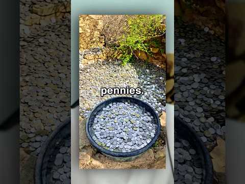 Mission To Fill His Well With Pennies 🪙