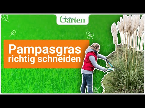 Pampasgras schneiden: So geht’s (Anleitung)