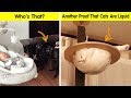 Cats Cracked Us Up - Funny cat pics