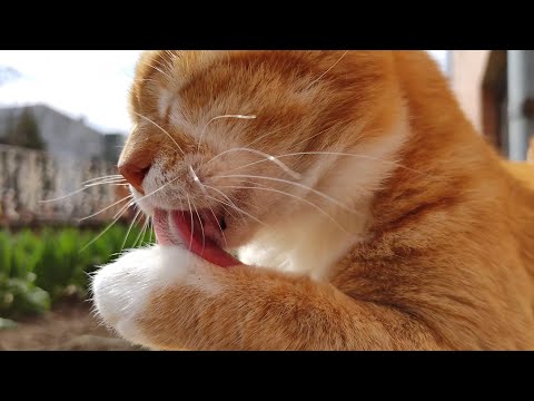 Cute Cat Washes His Paws And Face