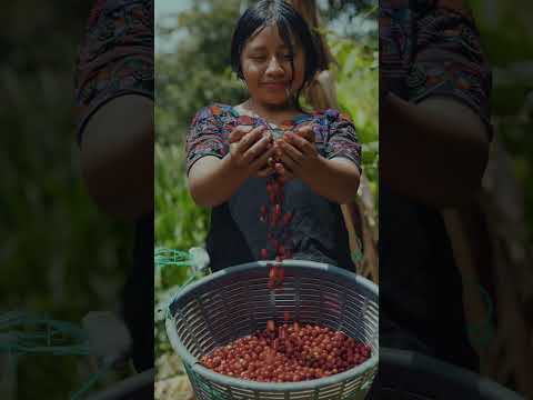 Casa Caela Café Video 3