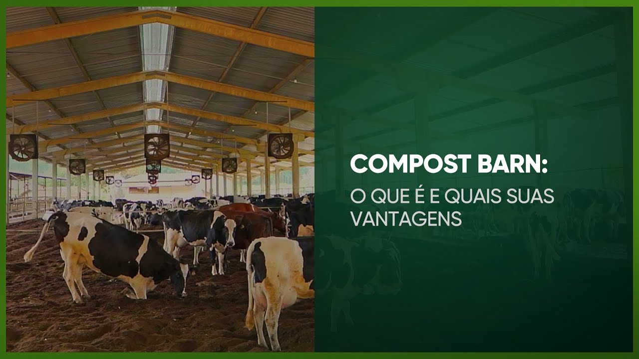 COMPOST BARN: O QUE É E QUAIS AS SUAS VANTAGENS - PROGRAMA #41 - AGRO EM FOCO TV DIGITAL