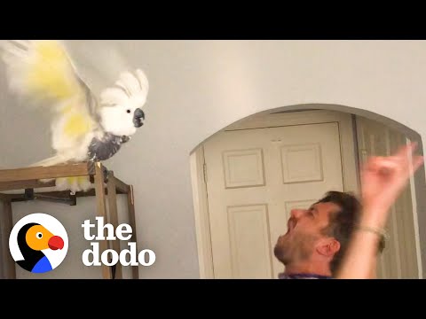 Bird Who Lost Her Owner Loves Dancing With New Dad | The Dodo