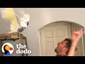 Bird Who Lost Her Owner Loves Dancing With New Dad | The Dodo