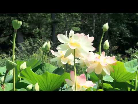 ☆ Loučení - Metanoon ☆ [HD]