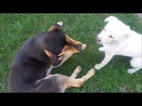 Metis Labrador Si Copoi Grecesc || Da-mi Si Mie Piatra Si Batul || 1080pHD