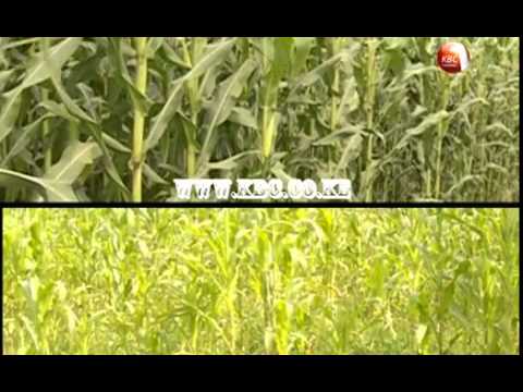 Farm Talk : Large Scale Maize Farming - 1st episode
