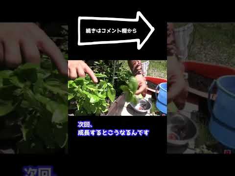 協会 ゼラニウム プランター 花 コンパニオンプランツ 植え方