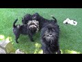 Affenpinscher - Dog Breed Video: Affenpinscher