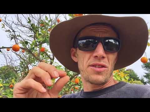 Three ways to help a sick Citrus tree immediately