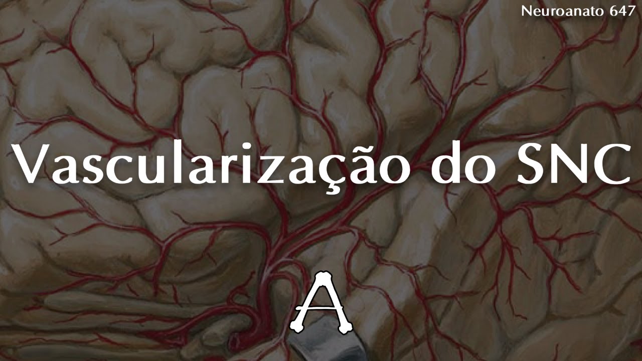 #Neuroanato647 | Vascularização do Sistema Nervoso Central