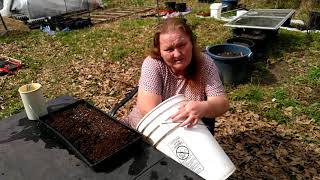 Planting Muscadine Seeds
