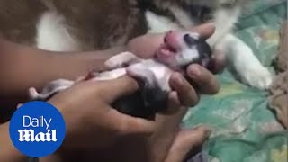 Emotional moment newborn puppy is brought back to life using CPR