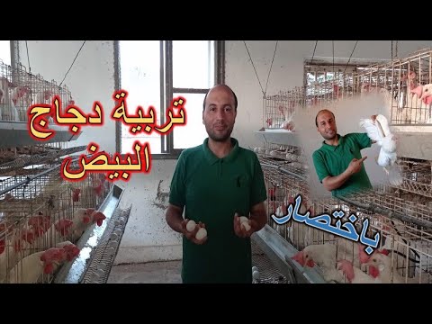 , title : 'تربية #الدجاج البياض | laying hens #hen'