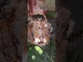 Natural Cow Dung Soap Preparation Pachakavya