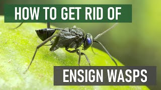 How to Get Rid of Ensign Wasps [4 Easy Steps]
