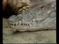 Fjernsyn For Dig Om Krybdyr I Zoo Fra 1987