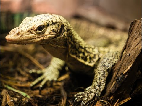 RESCUE BABY QUINCE (YELLOW) MONITOR! | PROPER CARE SETUP!  HOW TO!