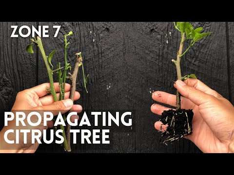 Growing Citrus from Cuttings. Propagate lemon tree from cuttings. Propagating citrus from cuttings.